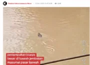 HEBOH! Diduga Buaya Besar Muncul di Bawah Jembatan Masumai Bangko, Warga Merangin Diminta Waspada