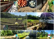 Lapas Kelas IIB Lubuk Basung Optimalkan Pembinaan Kemandirian WBP Melalui Pengawasan Rutin Area SAE