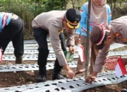 Dari Seragam ke Sawah, Kapolres Merangin Tanam Bawang Putih Dukung Ketahanan Pangan