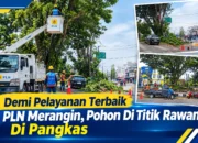 Demi Pelayanan Terbaik, PLN Merangin Pangkas Pohon di Sejumlah Titik Rawan