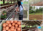 Lapas Lubuk Basung Tingkatkan Pembinaan Kemandirian WBP, Produksi Telur Ayam Capai 260 Butir per Hari