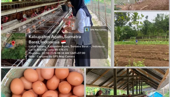 Lapas Lubuk Basung Tingkatkan Pembinaan Kemandirian WBP, Produksi Telur Ayam Capai 260 Butir per Hari